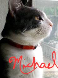 Lost Female Cat last seen Timberwood Park, Timberwood Park, TX 78260