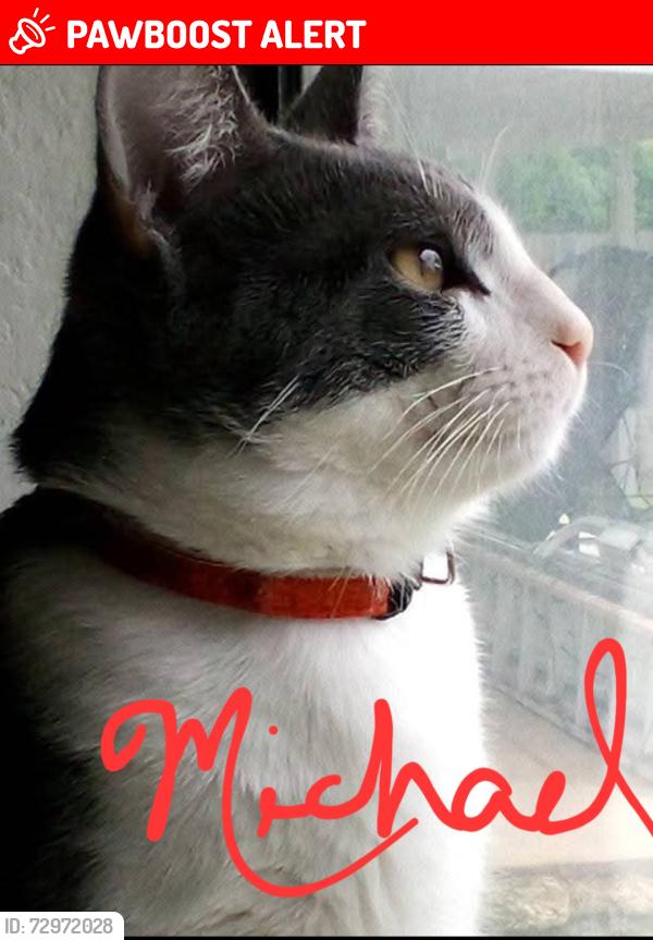 Lost Female Cat last seen Timberwood Park, Timberwood Park, TX 78260