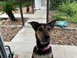 Found/Stray Female Dog last seen Close to bitters in hill country village , Hill Country Village, TX 78232