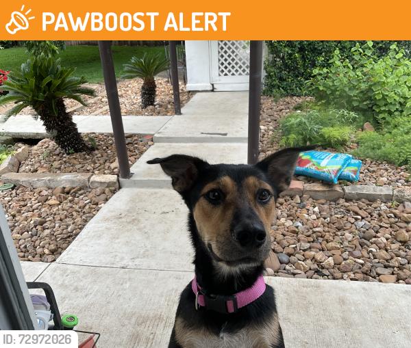 Found/Stray Female Dog last seen Close to bitters in hill country village , Hill Country Village, TX 78232