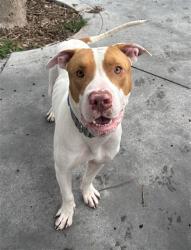 Shelter Stray Female Dog last seen Near BLOCK SW 133RD CT, Doral, FL 33122