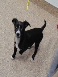 Shelter Stray Female Dog last seen SAINT FRANCIS RD NW AND 2ND ST NW, Albuquerque, NM 87105