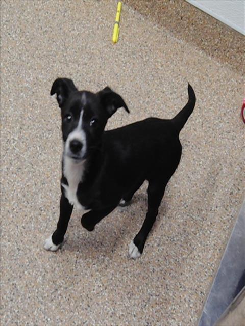 Shelter Stray Female Dog last seen SAINT FRANCIS RD NW AND 2ND ST NW, Albuquerque, NM 87105