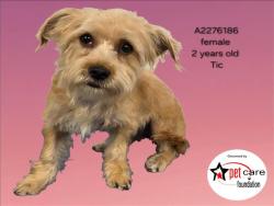 Shelter Stray Female Dog last seen , Los Angeles, CA 90031