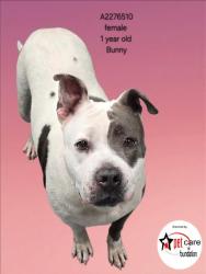 Shelter Stray Female Dog last seen , Los Angeles, CA 90031