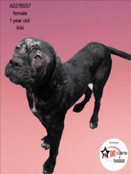 Shelter Stray Female Dog last seen , Los Angeles, CA 90031