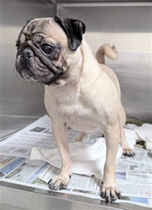 Shelter Stray Female Dog last seen , Los Angeles, CA 90031
