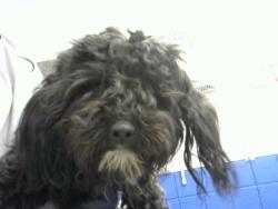 Shelter Stray Male Dog last seen WYOMING AN CENTRAL, Albuquerque, NM 87112