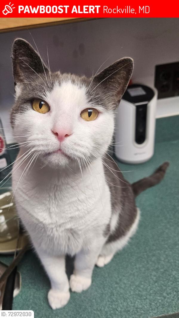 Lost Male Cat last seen Lisa Dr and Muncaster Mill Rd, Rockville, MD 20855