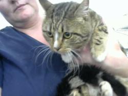 Shelter Stray Male Cat last seen Near BLOCK  MORRIS ST NW 228, Albuquerque, NM 87112
