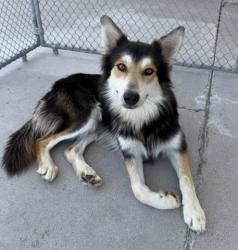 Shelter Stray Male Dog last seen Near BLOCK BADGER ST, LOST HILLS CA 93249, Bakersfield, CA 93308