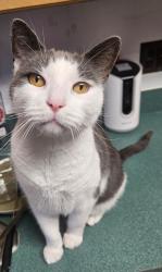 Lost Male Cat last seen Lisa Dr and Muncaster Mill Rd, Rockville, MD 20855