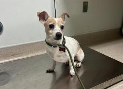 Shelter Stray Female Dog last seen Near BLOCK E CALIFORNIA AVE, BAKERSFIELD CA 93307, Bakersfield, CA 93308