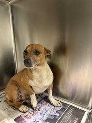 Shelter Stray Male Dog last seen Near BLOCK PADRE ST, BAKERSFIELD CA 93307, Bakersfield, CA 93308