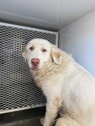 Shelter Stray Female Dog last seen Near BLOCK BUTTONWOOD AVE, BAKERSFIELD CA 93307, Bakersfield, CA 93308