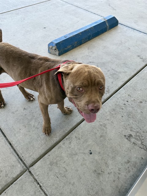 Shelter Stray Male Dog last seen Near BLOCK S UNION AVE, BAKERSFIELD CA 93307, Bakersfield, CA 93308
