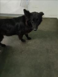 Shelter Stray Unknown Dog last seen , Los Angeles, CA 90047