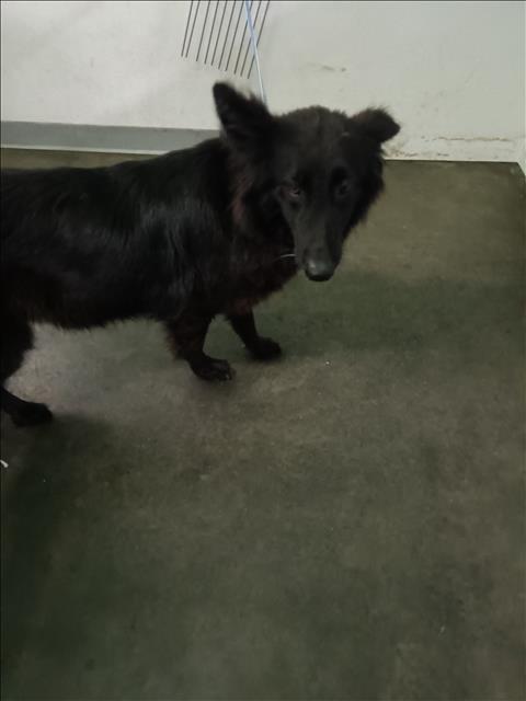 Shelter Stray Female Dog last seen , Los Angeles, CA 90047