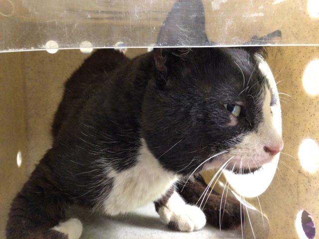 Shelter Stray Male Cat last seen Near BLOCK GLADIOLA ST, EASTVALE CA 92880, 6851 Van Buren Boulevard, Jurupa Valley, CA 92509, USA