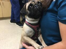 Shelter Stray Female Dog last seen Near BLOCK UNIVERSITY AVE, RIVERSIDE, CA, Jurupa Valley, CA 92509