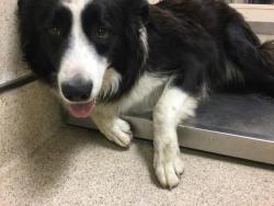 Shelter Stray Male Dog last seen Near BLOCK CAMPBELL ST, JURUPA VALLEY CA, Jurupa Valley, CA 92509