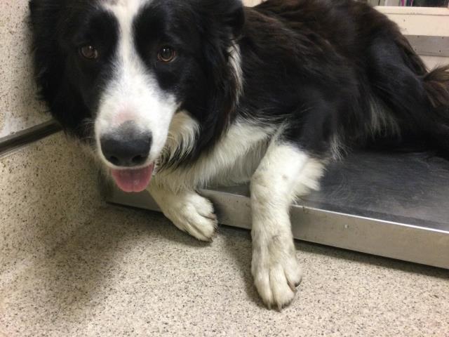 Shelter Stray Male Dog last seen Near BLOCK CAMPBELL ST, JURUPA VALLEY CA, Jurupa Valley, CA 92509