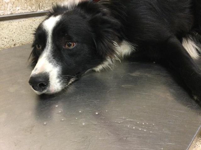 Shelter Stray Female Dog last seen Near BLOCK CAMPBELL ST, JURUPA VALLEY CA, Jurupa Valley, CA 92509