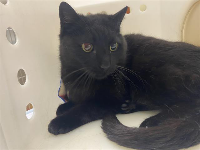 Shelter Stray Female Cat last seen 20TH BURLIEGH, 3839 W Burnham St, West Milwaukee, WI 53215, USA