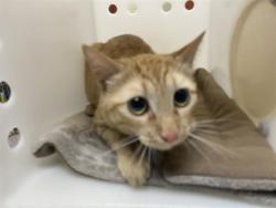 Shelter Stray Female Cat last seen 38TH CAPITAL, 3839 W Burnham St, West Milwaukee, WI 53215, USA