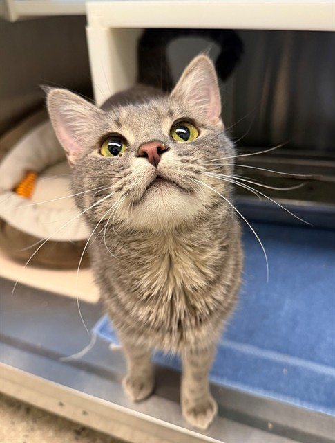 Shelter Stray Female Cat last seen 72ND AND HWY 85, 12155 Park Blvd, Brighton, CO 80601, USA