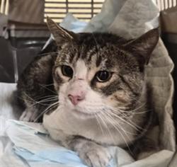 Shelter Stray Male Cat last seen Near BLOCK MISSION BLVD, Fremont, CA 94538