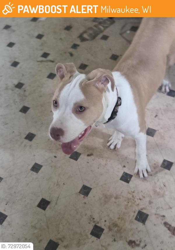 Found/Stray Female Dog last seen 19th and Chambers , Milwaukee, WI 53206