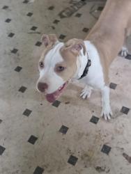 Found/Stray Female Dog last seen 19th and Chambers, Milwaukee, WI 53206