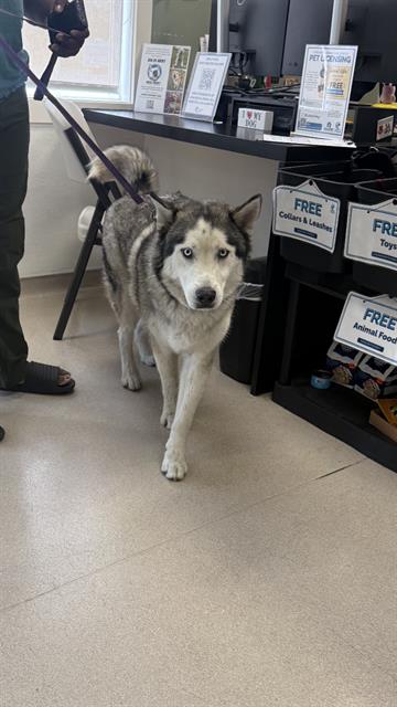 Shelter Stray Male Dog last seen Near BLOCK BLCK OLIVE AVE, LONG BEACH, CA 90805, Long Beach, CA 90815