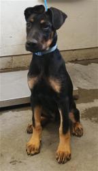Shelter Stray Male Dog last seen , Camarillo, CA 93010