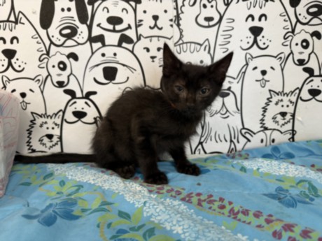 Shelter Stray Male Cat last seen , 957 N Gaffey St, San Pedro, CA 90731, USA