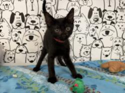 Shelter Stray Male Cat last seen , San Pedro, CA 90731