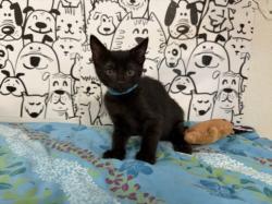 Shelter Stray Male Cat last seen , San Pedro, CA 90731
