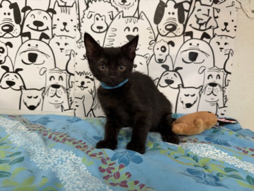 Shelter Stray Male Cat last seen , 957 N Gaffey St, San Pedro, CA 90731, USA