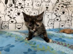 Shelter Stray Female Cat last seen , San Pedro, CA 90731