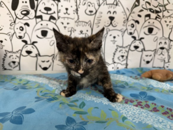 Shelter Stray Female Cat last seen , 957 N Gaffey St, San Pedro, CA 90731, USA