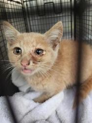 Shelter Stray Male Cat last seen W SOUTHCROSS AND TUPPER, 4710 TX-151, San Antonio, TX 78227, USA