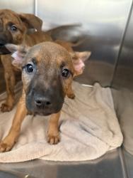 Shelter Stray Unknown Dog last seen , San Pedro, CA 90731