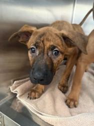 Shelter Stray Unknown Dog last seen , San Pedro, CA 90731