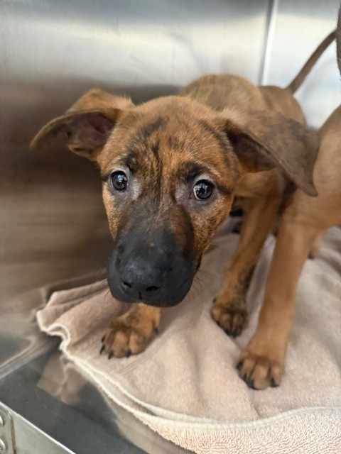 Shelter Stray Female Dog last seen , San Pedro, CA 90731