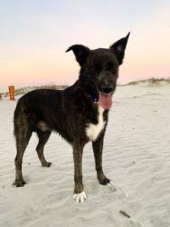 Lost Male Dog last seen Behind Planet Fitness, Salisbury, NC 28147