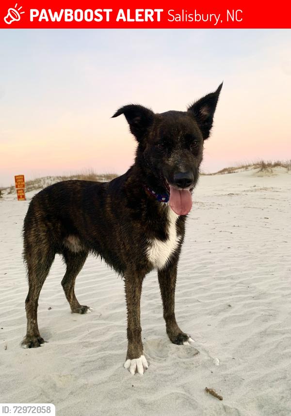 Lost Male Dog last seen Behind Planet Fitness, Salisbury, NC 28147