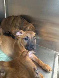 Shelter Stray Unknown Dog last seen , San Pedro, CA 90731