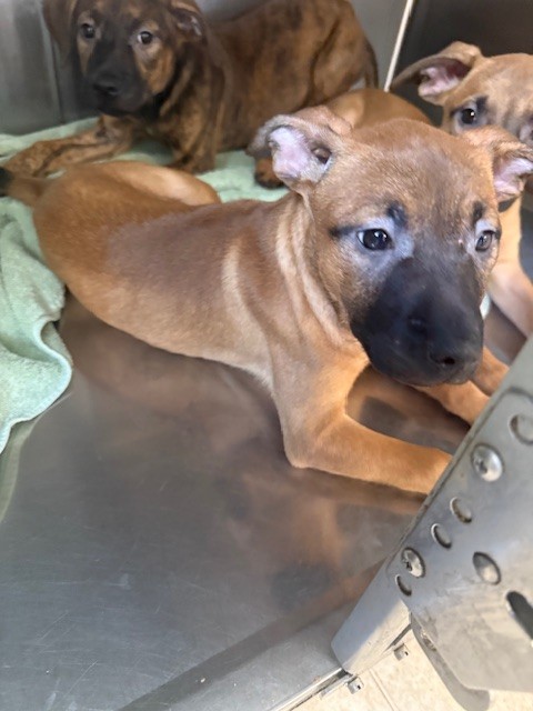 Shelter Stray Unknown Dog last seen , San Pedro, CA 90731