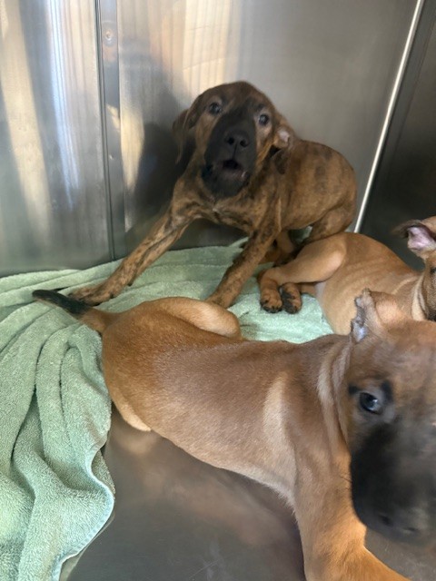 Shelter Stray Unknown Dog last seen , San Pedro, CA 90731